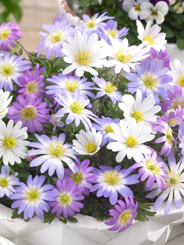 Balkan-Windröschen-Mischung (Anemone blanda)