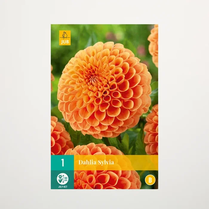 Ball-Dahlie ‚Sylvia‘ – Knolle