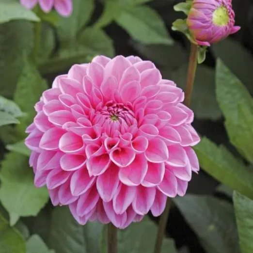 Ball-DahlieSandra