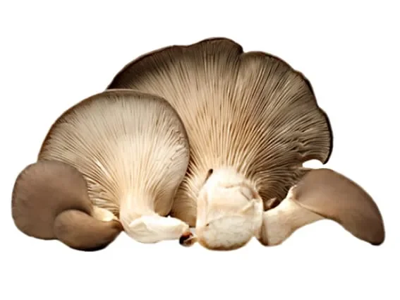 Balletta da 3Kg per coltivare i Funghi Cardoncelli Eryngii