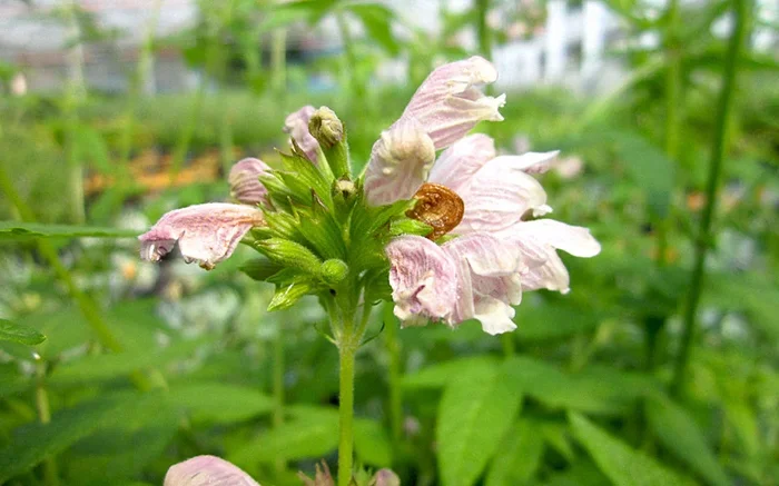 Balsamstrauch ‚Gomera‘ (Pflanze)