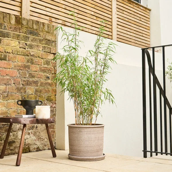 Bamboo – red stem