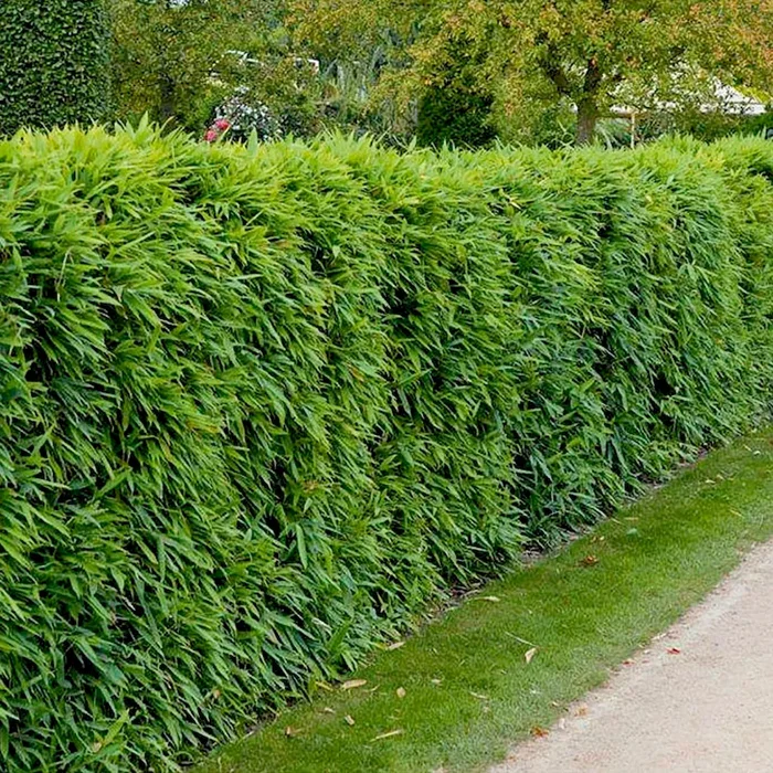 Bambushecke Fargesia murielae – Bestellnummer 3350983