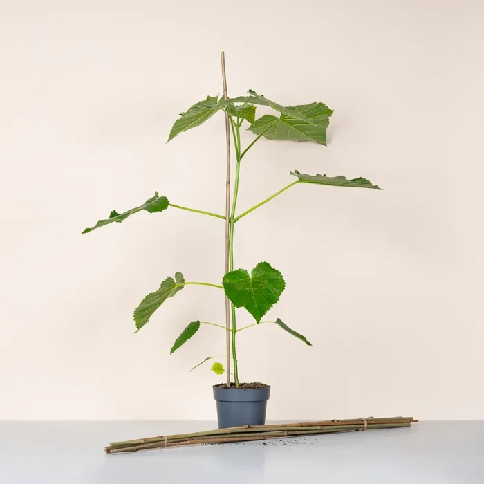 Bambusstab 90 cm 8-er Set