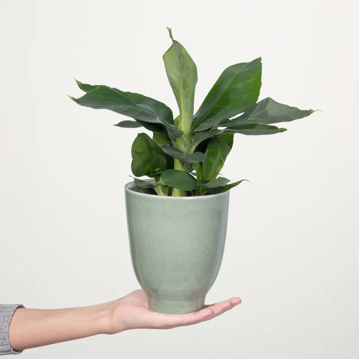 Banane ‚Oriental Dwarf‘