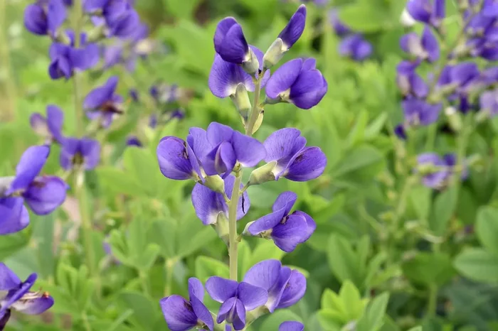 Baptisia Decadence ® ‚Blueberry Sundae‘ (Färberhülse)