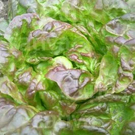 Baquieu – Winterkopfsalat
