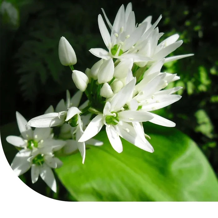 Bärlauch – Allium ursinum | MRS Seeds