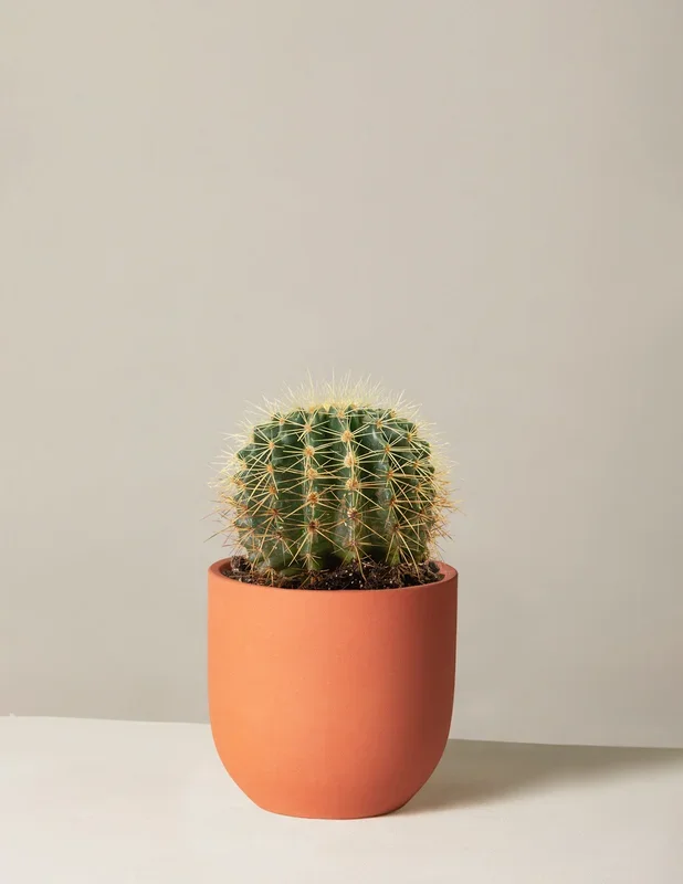 Barrel Cactus