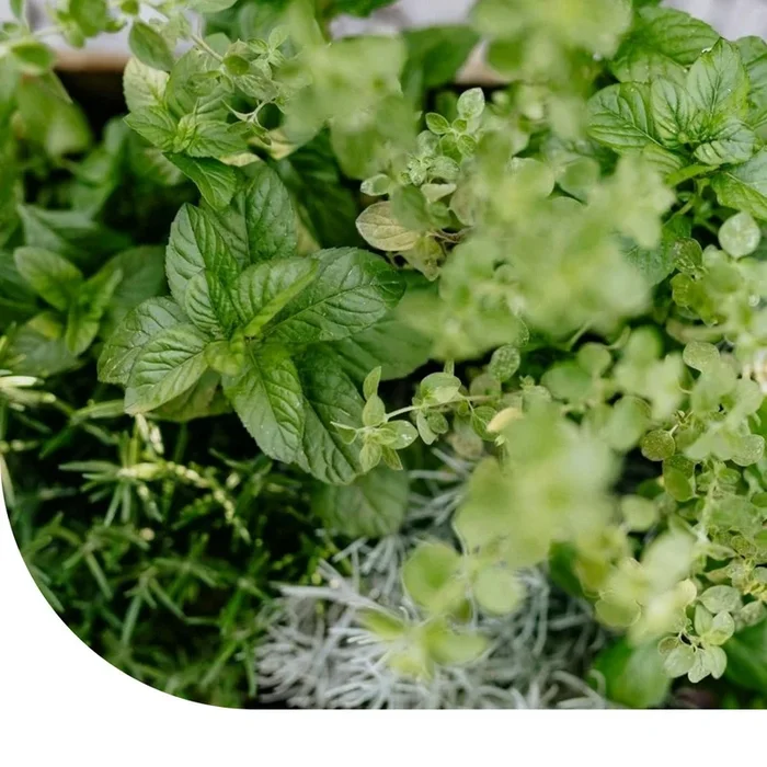 Basilikum-Saatgutmischung kaufen? | MRS Seeds