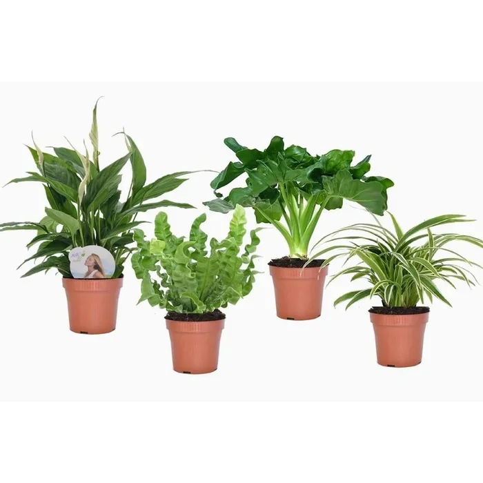 Bathroom plants – 4 pieces