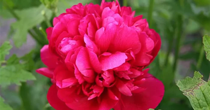 Bauerngarten-Pfingstrose ‚Rubra Plena‘