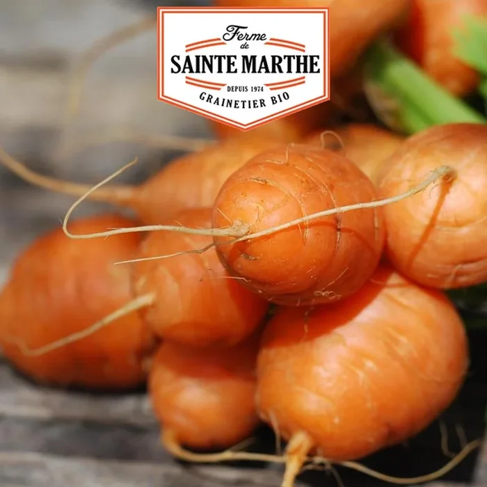 Bauernhof Sainte Marthe – 1.500 Samen Karotte Parijse Markt 3 (Pariser Markt)