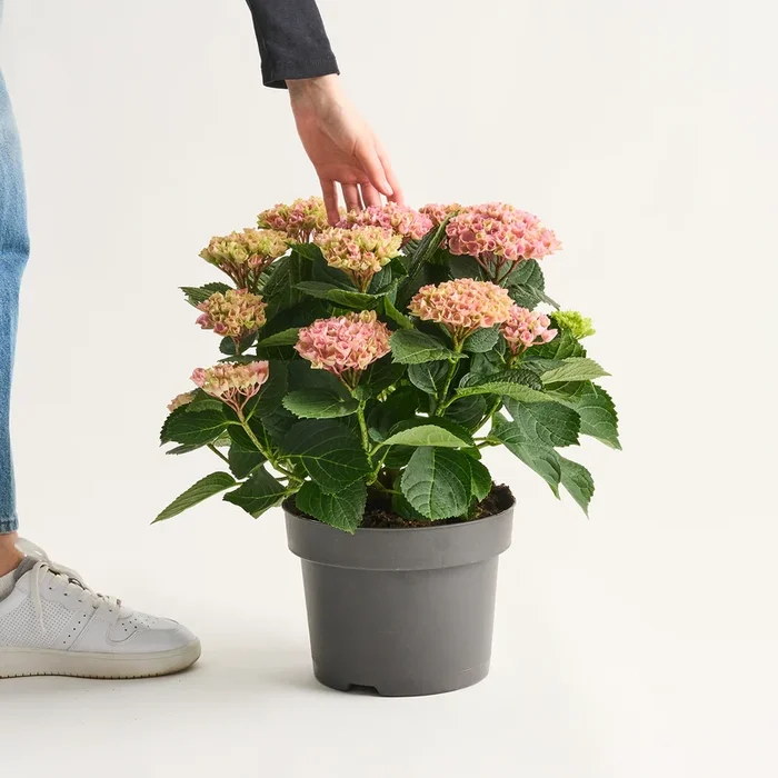 Bauernhortensie ‚Magical®‘ Rosa