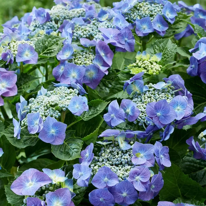 Bauernhortensie ‚Teller‘ blau