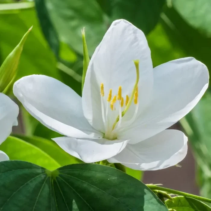 Bauhinia acuminata (Kanchan) Flower Plant-White