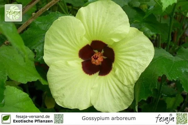 Baumwolle, Gossypium arboreum, Pflanze