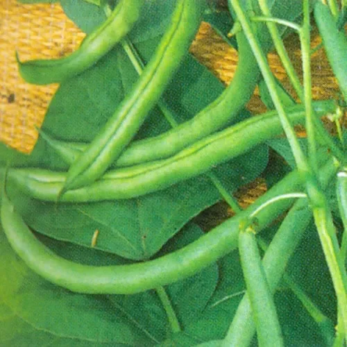 Bean Blue Lake