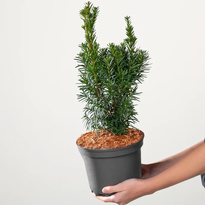 Bechereibe ‚Hicksii‘ S