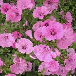Bechermalve – Lavatera trimestris