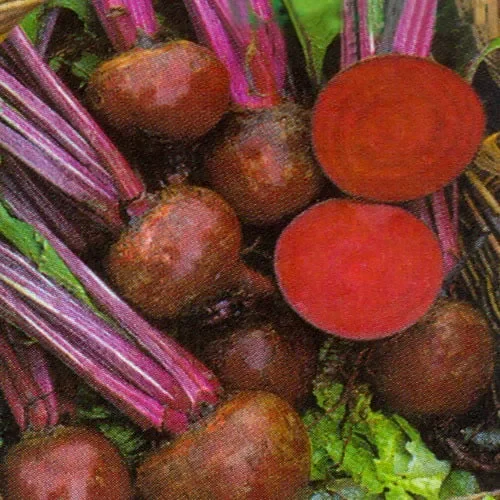 Beetroot Boltardy
