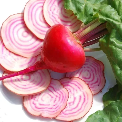 Beetroot Chioggia