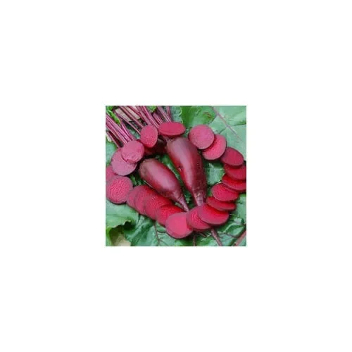 Beetroot Cylindra
