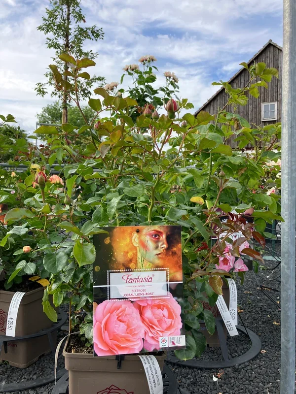 Beetrose ‚Coral Lions-Rose‘
