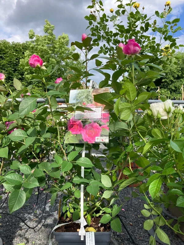 Beetrose ‚Fräulein Maria‘