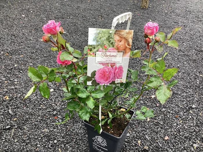 Beetrose ‚Rosengräfin Marie Henriette ‚