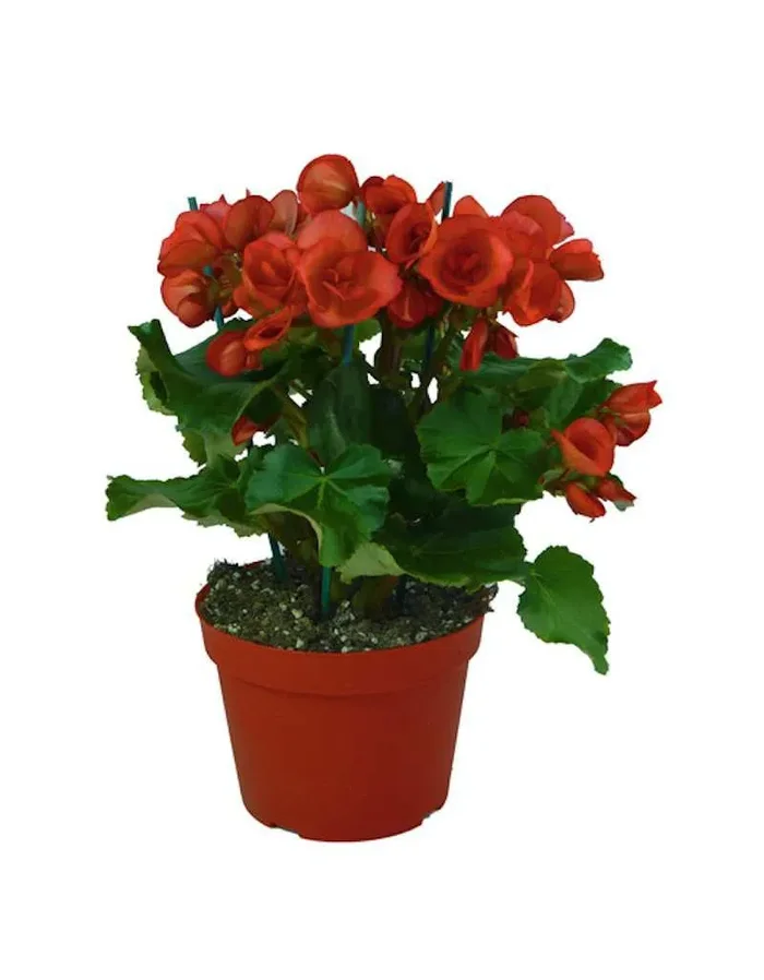 Begonia Elatior in einer 14 cm Vase
