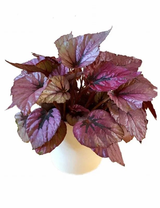 Begonia – Indian Summer