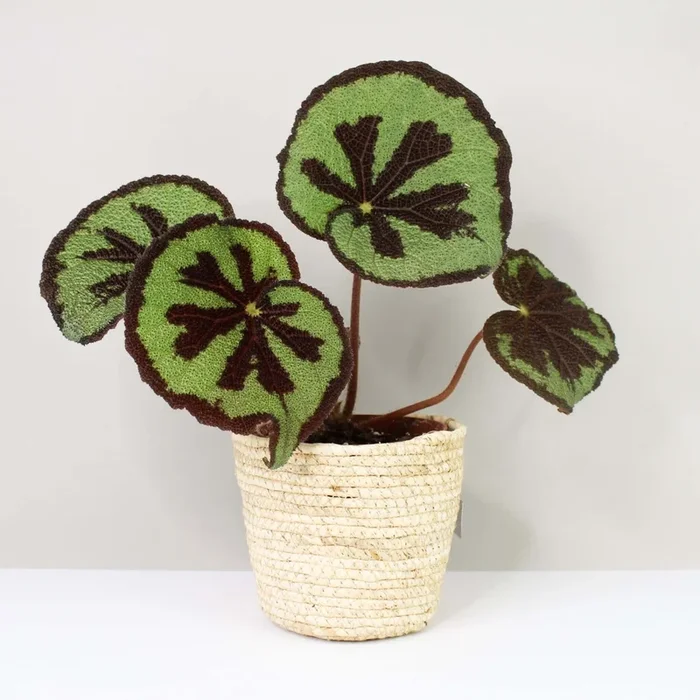 Begonia masoniana Mountain