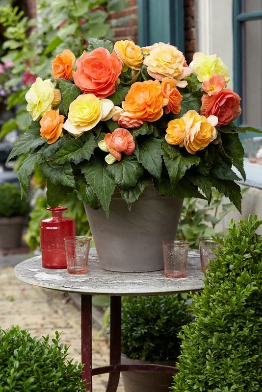 Begonia Pastel Compacta Mischung