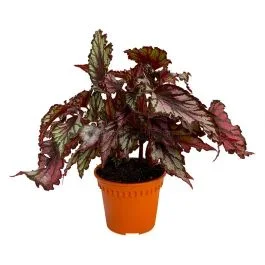 BEGONIA REX LEAF ASSORTED P12C (YG)