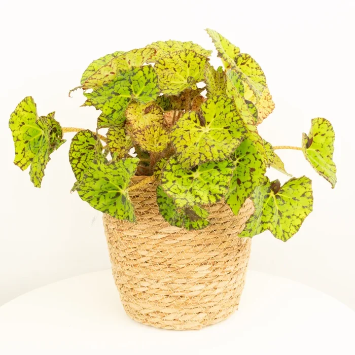 Begonia Rex | Lime Fever