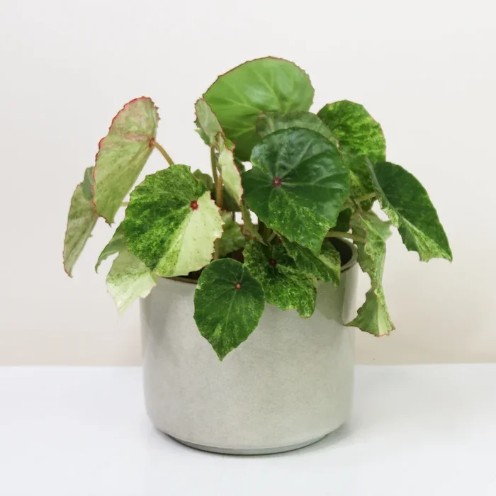 Begonia Rouge Variegata