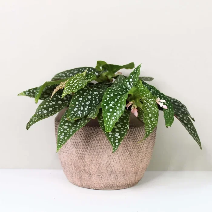 Begonia White Ice (Cane Double Dot)