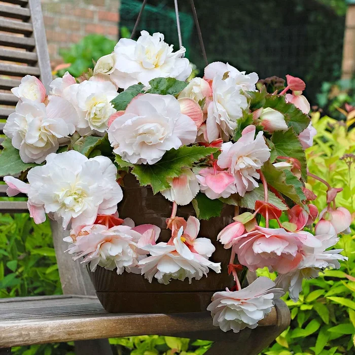Begonie ‚Angelique‘ (x5)