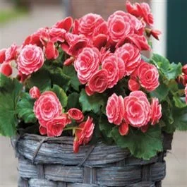 Begonie Grandiflora Pink
