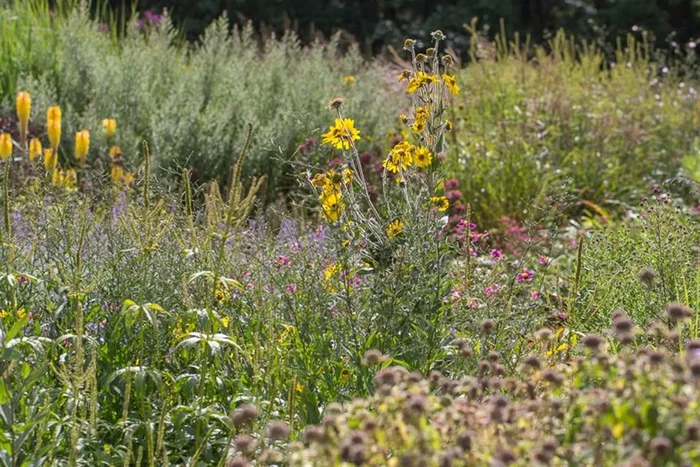 Behaarte Sonnenblume