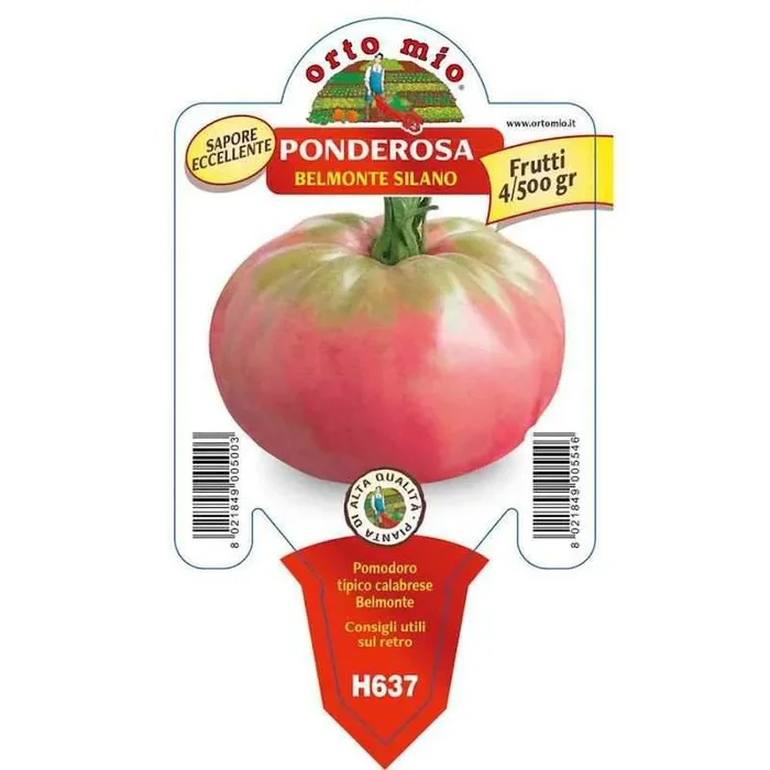 Belmonte Silano Tomatenpflanze im Topf