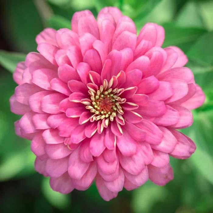 Benary’s Giant Zinnia ‚Bright Pink‘