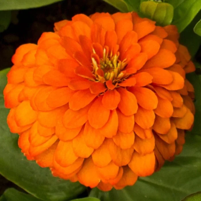 Benary’s Giant Zinnia ‚Orange‘