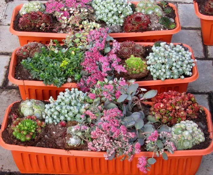 Bepflanzter Balkonkasten 80 cm Sempervivum + Sedum wintergrün
