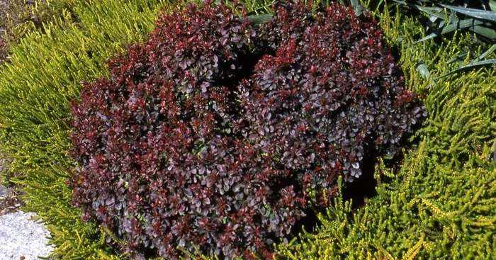 Berberis thunbergii ‚Atropurpurea Nana‘