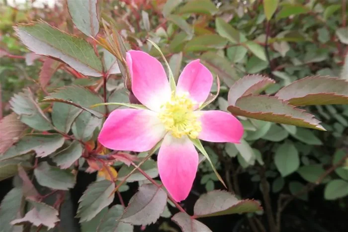 Bereifte Rose