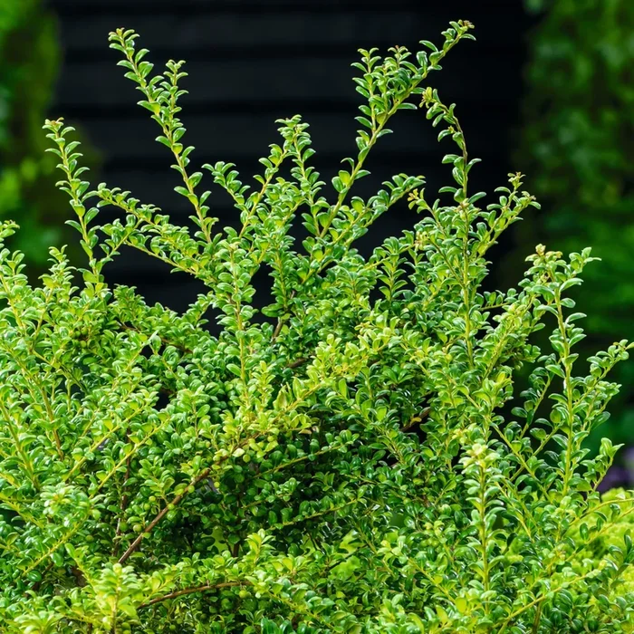 Berg-Ilex ‚Dark Green®‘ – 3 Stück