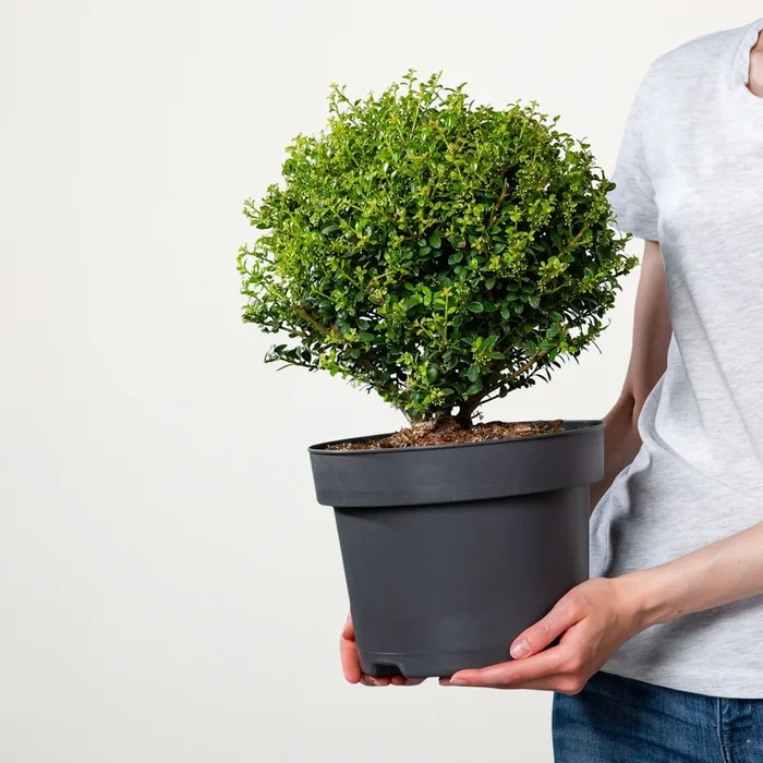 Berg-Ilex Kugel ‚Glory Gem‘