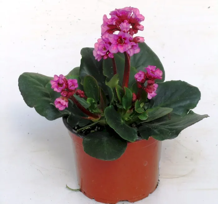 Bergenia cordifolia